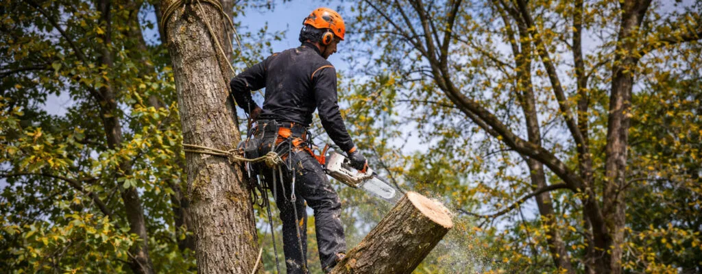 Atherton Tree Surgeon