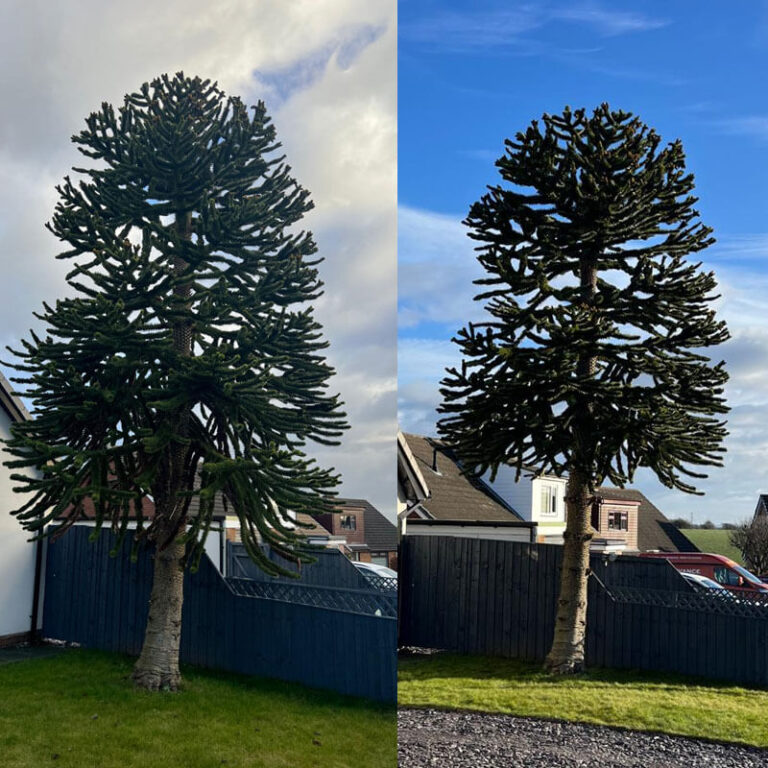 Local Crown Reduction Near Me in Atherton