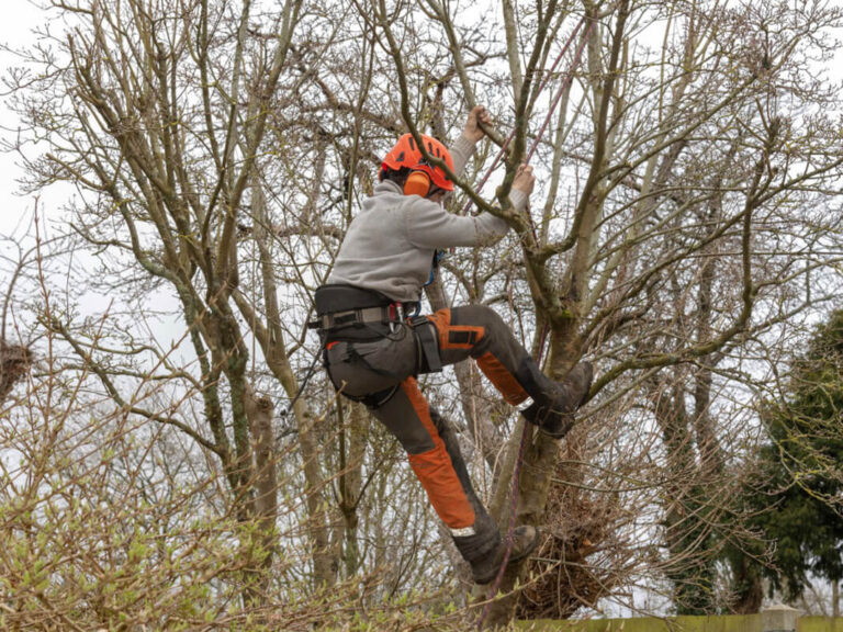 Crown Lifting Services Atherton for Better Access