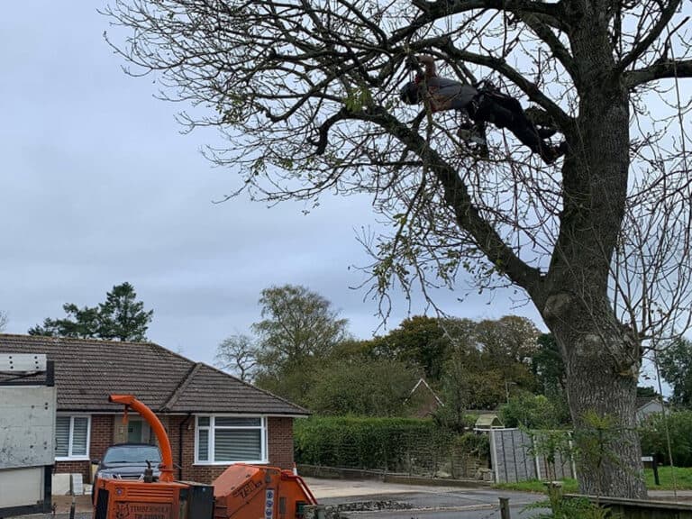 Local Crown Lifting Near Me in Atherton