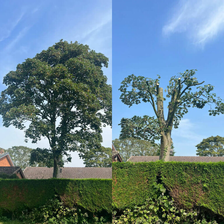 Professional Crown Reduction in Atherton