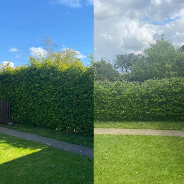 Professional Hedge Cutting in Atherton