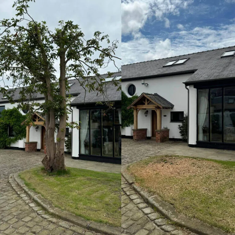 Why You May Need Tree Removal