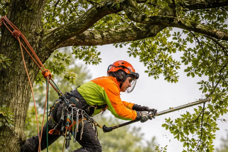 Why You Should Choose Atherton Tree Surgeon